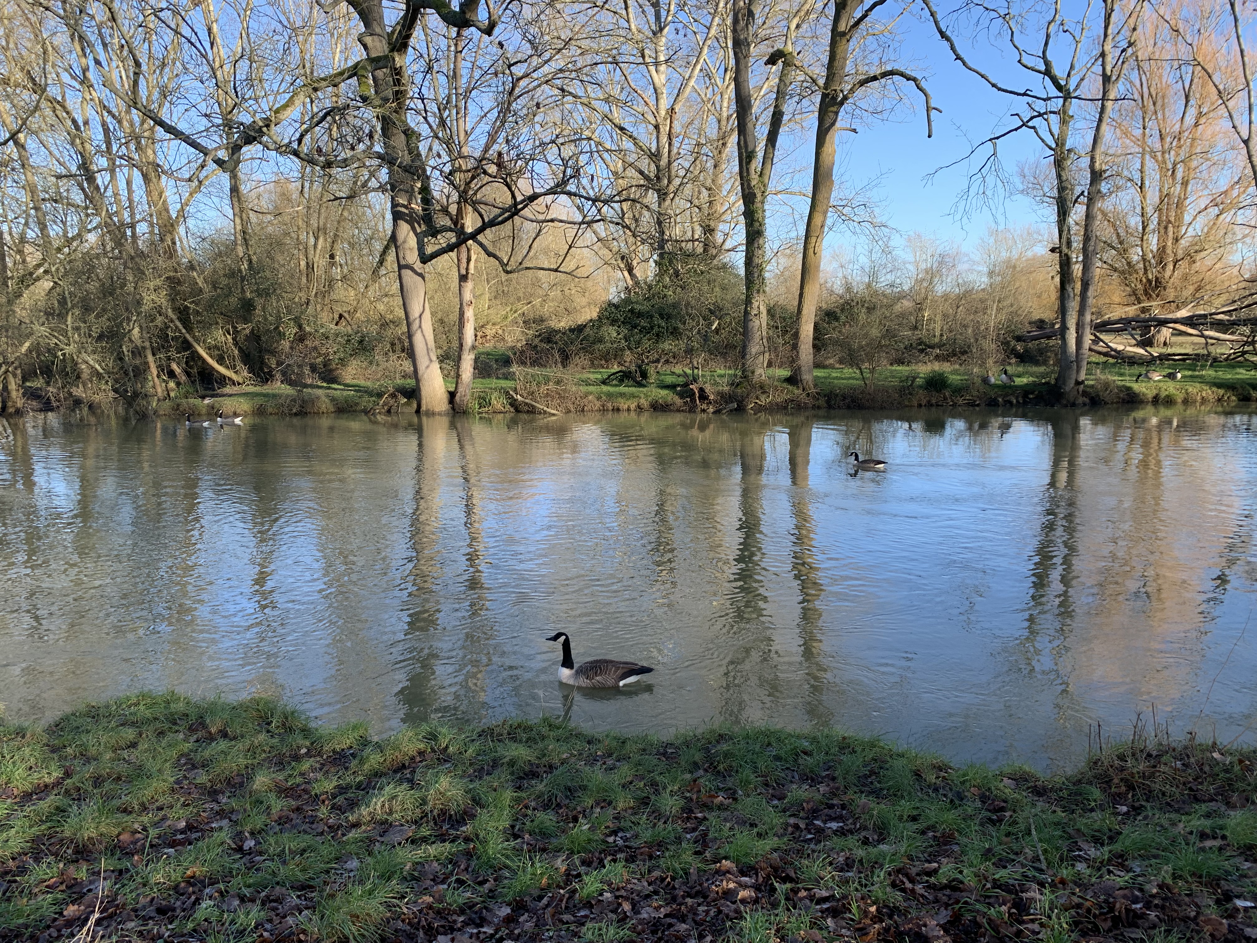 The view from the bench: duck included.